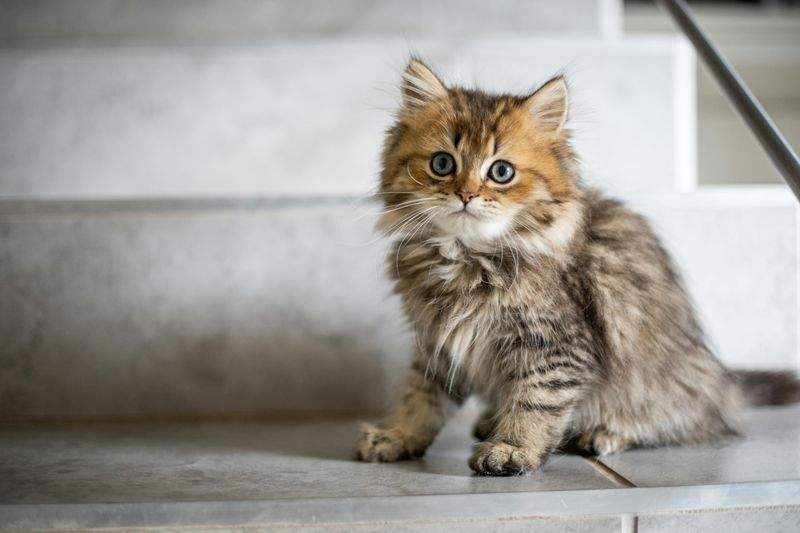 ねこちゃんが安心できるお部屋づくりの工夫